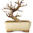 Acer buergerianum, 13 cm, ± 8 jaar oud