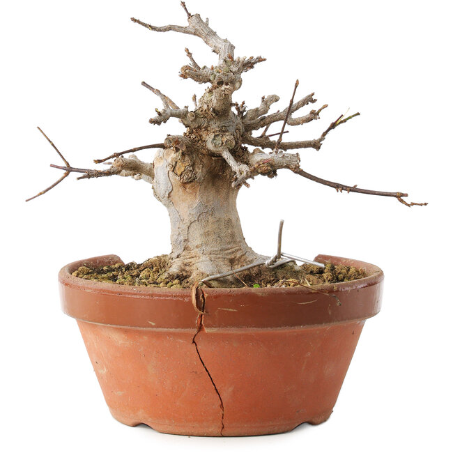Acer buergerianum, 13 cm, ± 15 años, en maceta rota