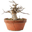 Acer buergerianum, 13 cm, ± 15 ans, dans un pot cassé