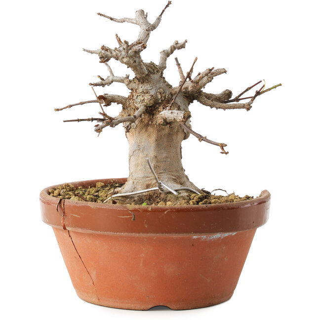 Acer buergerianum, 13 cm, ± 15 years old, in a broken pot