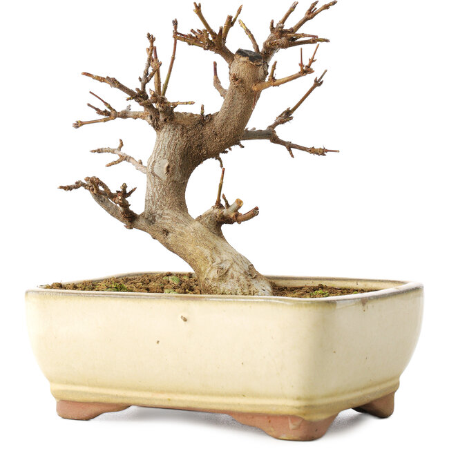 Acer buergerianum, 13 cm, ± 8 Jahre alt