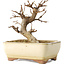 Acer buergerianum, 13 cm, ± 8 jaar oud