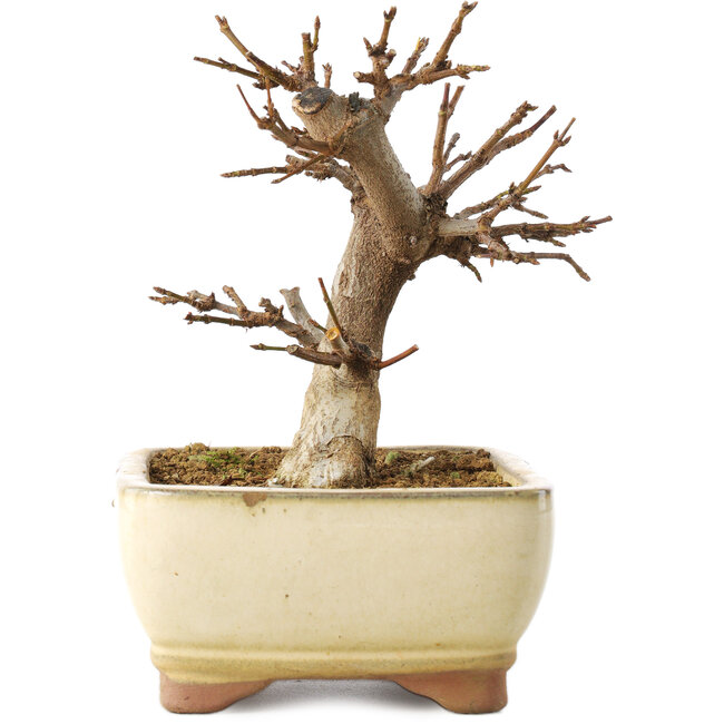 Acer buergerianum, 13 cm, ± 8 años