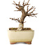 Acer buergerianum, 13 cm, ± 8 jaar oud