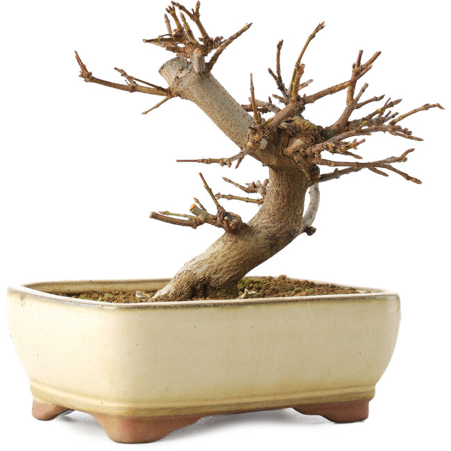 Acer buergerianum, 13 cm, ± 8 years old