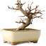 Acer buergerianum, 13 cm, ± 8 jaar oud