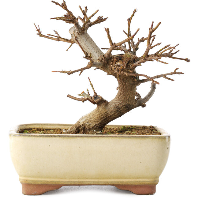 Acer buergerianum, 13 cm, ± 8 años