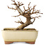 Acer buergerianum, 13 cm, ± 8 jaar oud