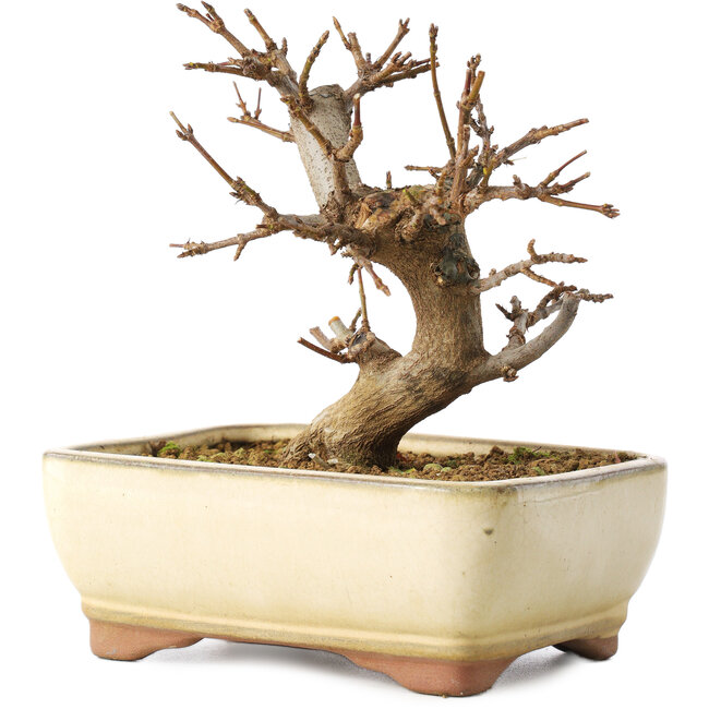 Acer buergerianum, 13 cm, ± 8 años