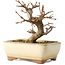 Acer buergerianum, 13 cm, ± 8 jaar oud