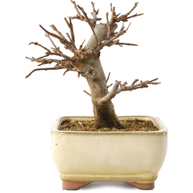 Acer buergerianum, 13 cm, ± 8 años