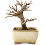 Acer buergerianum, 13 cm, ± 8 jaar oud