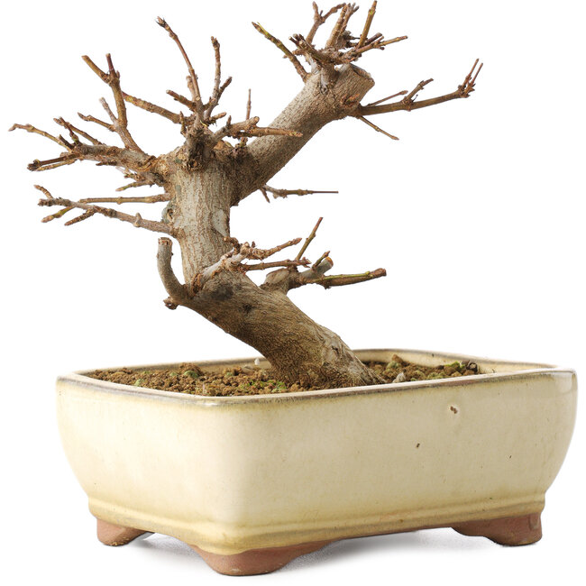 Acer buergerianum, 13 cm, ± 8 Jahre alt