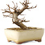 Acer buergerianum, 13 cm, ± 8 jaar oud