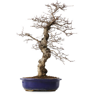 Carpinus coreana, 45 cm, ± 20 jaar oud