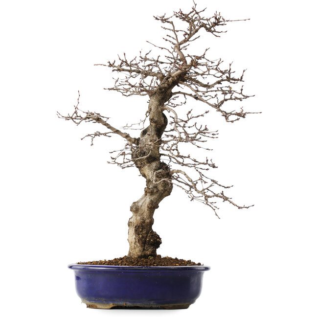 Carpinus coreana, 45 cm, ± 20 ans