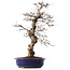Carpinus coreana, 45 cm, ± 20 jaar oud