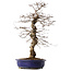 Carpinus coreana, 45 cm, ± 20 jaar oud