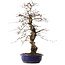 Carpinus coreana, 45 cm, ± 20 jaar oud