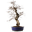 Carpinus coreana, 45 cm, ± 20 jaar oud
