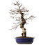 Carpinus coreana, 45 cm, ± 20 jaar oud