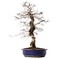 Carpinus coreana, 45 cm, ± 20 jaar oud