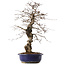 Carpinus coreana, 45 cm, ± 20 jaar oud