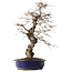 Carpinus coreana, 45 cm, ± 20 jaar oud