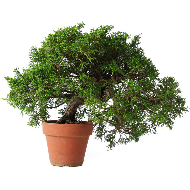 Juniperus chinensis Itoigawa, 25 cm, ± 15 jaar oud