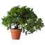 Juniperus chinensis Itoigawa, 25 cm, ± 15 jaar oud