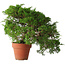 Juniperus chinensis Itoigawa, 25 cm, ± 15 jaar oud