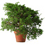 Juniperus chinensis Itoigawa, 25 cm, ± 15 jaar oud