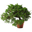 Juniperus chinensis Itoigawa, 25 cm, ± 15 jaar oud