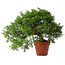 Juniperus chinensis Itoigawa, 25 cm, ± 15 jaar oud