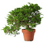 Juniperus chinensis Itoigawa, 25 cm, ± 15 jaar oud