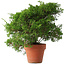 Juniperus chinensis Itoigawa, 25 cm, ± 15 jaar oud