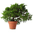 Juniperus chinensis Itoigawa, 25 cm, ± 15 jaar oud