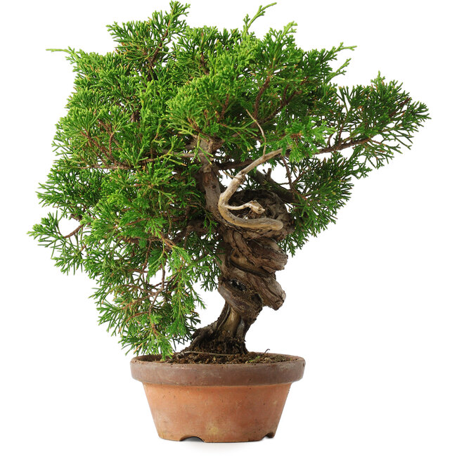 Juniperus chinensis Itoigawa, 25,5 cm, ± 15 jaar oud