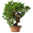Juniperus chinensis Itoigawa, 25,5 cm, ± 15 jaar oud