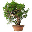 Juniperus chinensis Itoigawa, 25,5 cm, ± 15 jaar oud