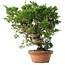 Juniperus chinensis Itoigawa, 25,5 cm, ± 15 jaar oud