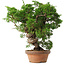Juniperus chinensis Itoigawa, 25,5 cm, ± 15 jaar oud