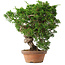 Juniperus chinensis Itoigawa, 25,5 cm, ± 15 jaar oud