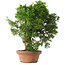 Juniperus chinensis Itoigawa, 25,5 cm, ± 15 jaar oud
