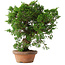 Juniperus chinensis Itoigawa, 25,5 cm, ± 15 jaar oud