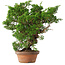 Juniperus chinensis Itoigawa, 25,5 cm, ± 15 jaar oud