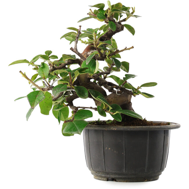 Pseudocydonia sinensis, 17,5 cm, ± 8 Jahre alt