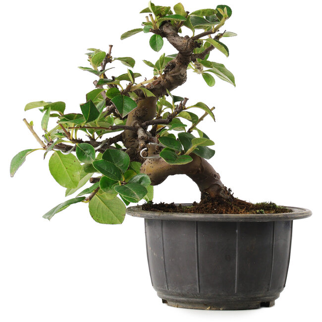 Pseudocydonia sinensis, 17,5 cm, ± 8 ans