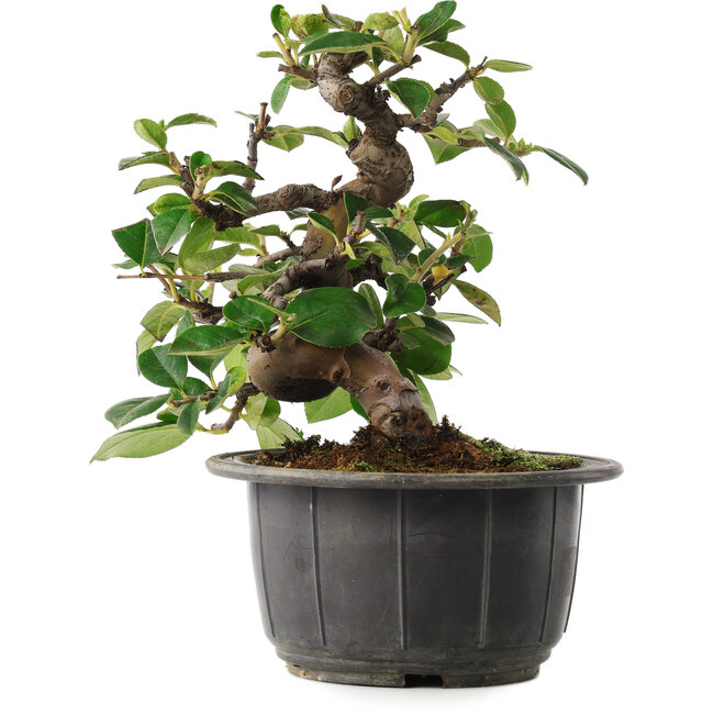 Pseudocydonia sinensis, 17,5 cm, ± 8 jaar oud