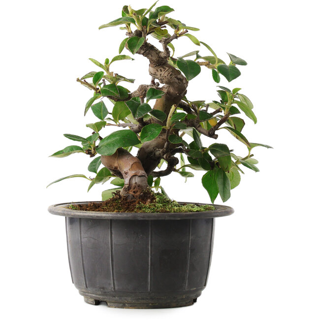 Pseudocydonia sinensis, 17,5 cm, ± 8 jaar oud